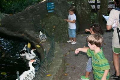 alimentando os animais...